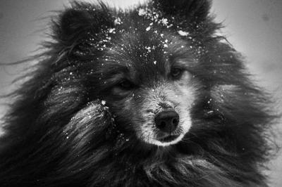 My Beautiful Joey 