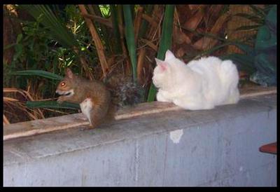Trouble Coexists With A Squirrel