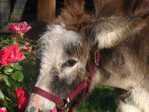 Lulu the Donkey